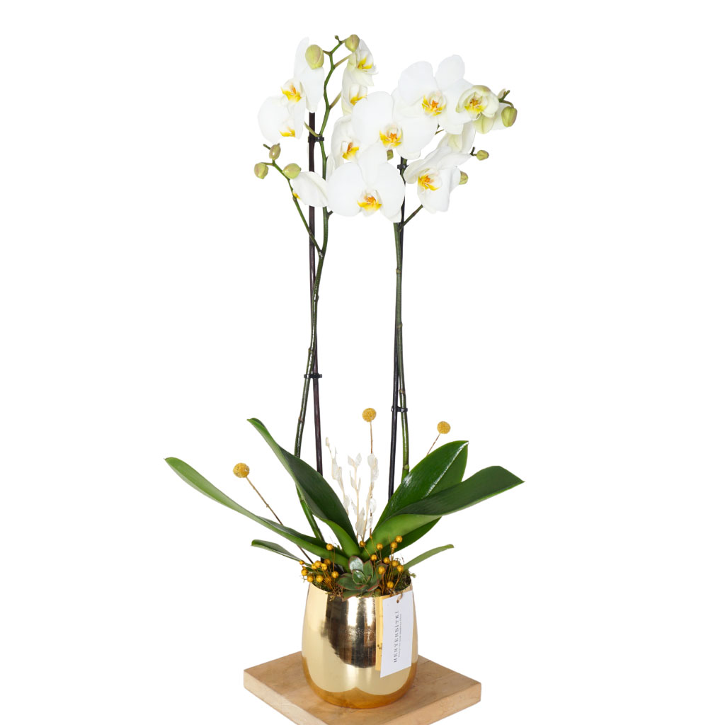 Premium Gold White Orchid (Altın Cam Vazoda Beyaz Orkide)