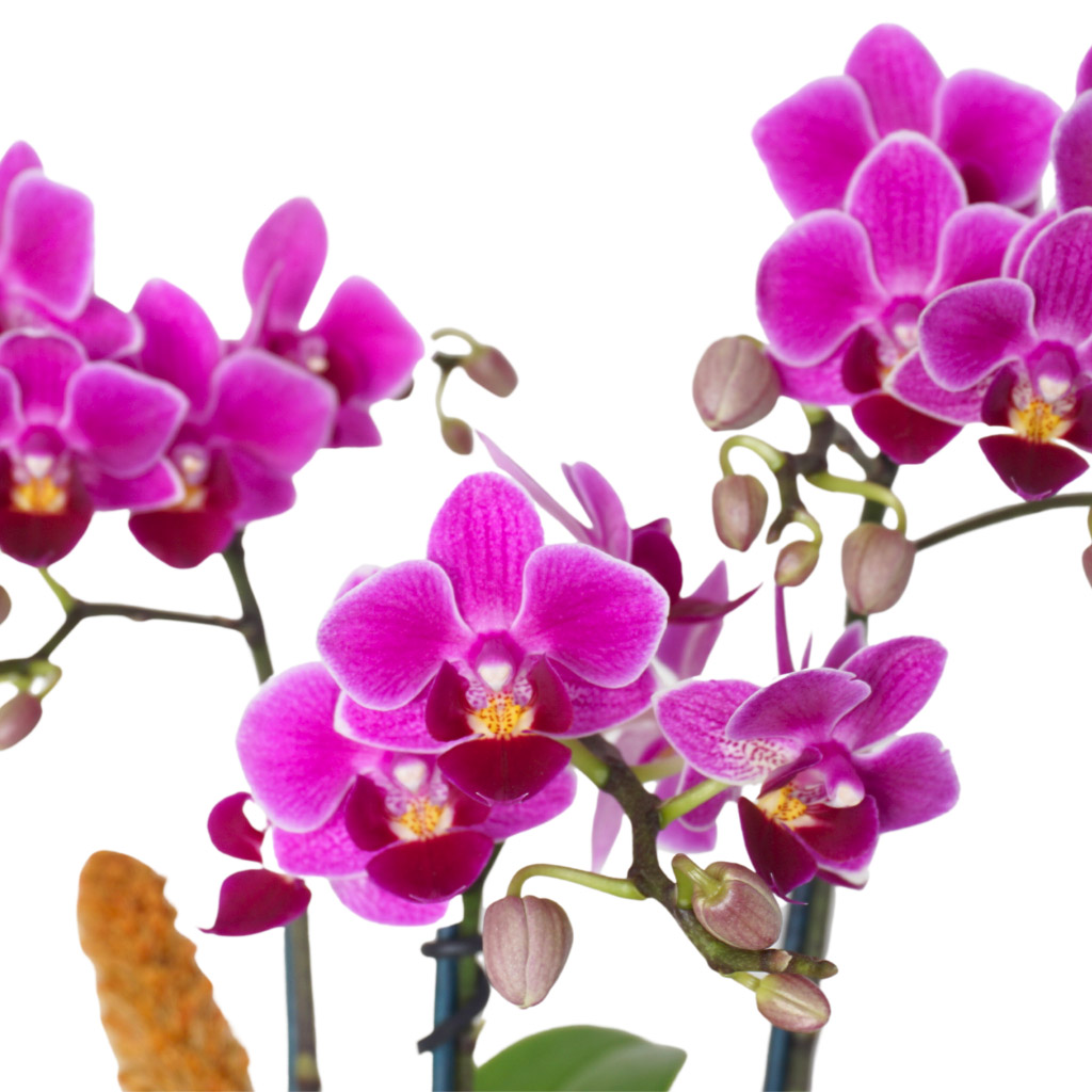 Bouquetto Gift (Seramik Saksıda 3 Dallı Mor Orkide Aranjmanı)