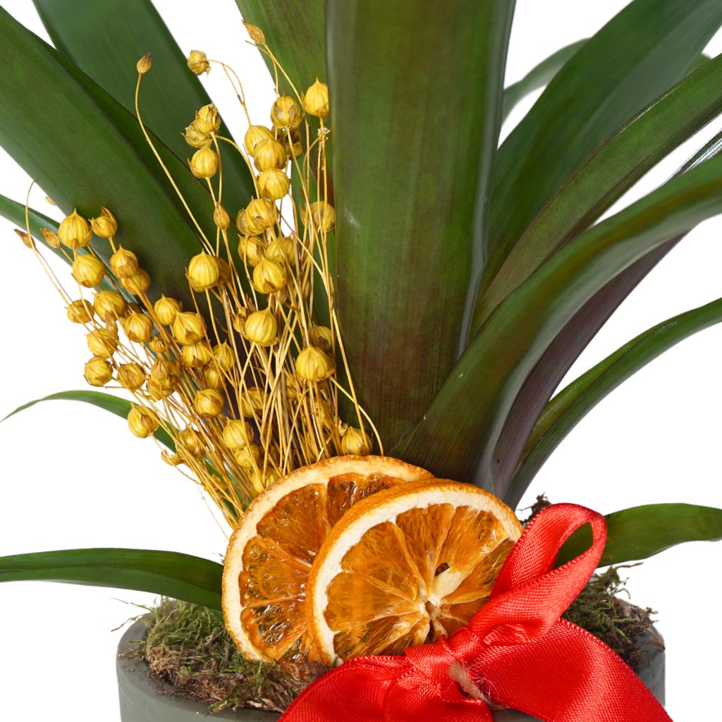 Guzmania Gift (Hediye Guzmanya Çiçeği)