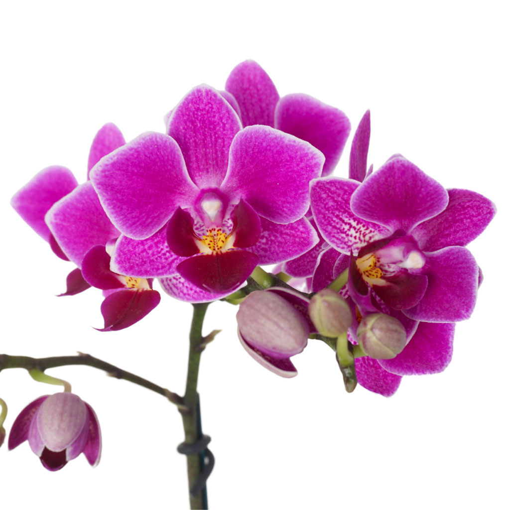 Purple Design Orchid Gift (Mor Orkide Aranjmanı)
