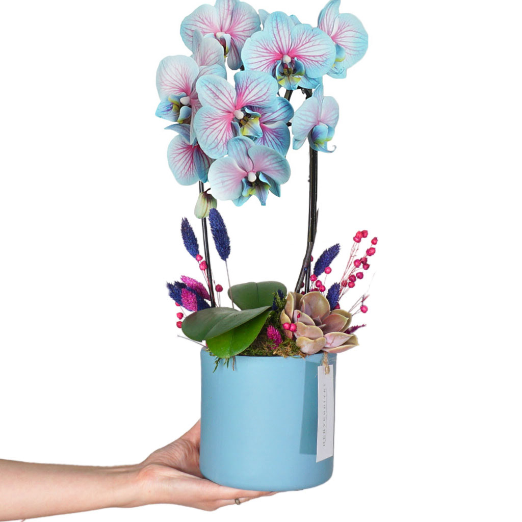 Wonderful Blue Orchid Gift (Alacalı Mavi Orkide)