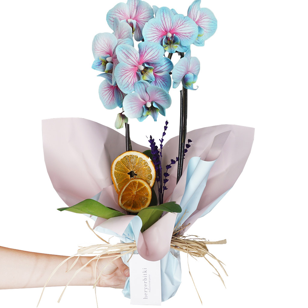 Blue Orchid Gift (Çember Mavi Orkide)