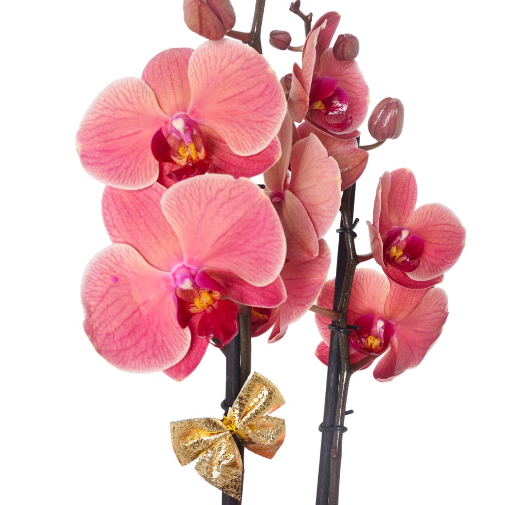 Christmas Orchid (Yılbaşı Ateş Orkidesi)