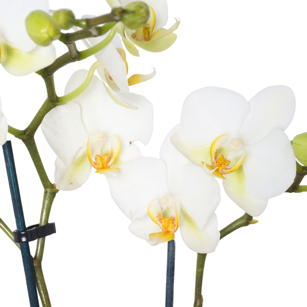 Pink White Orchid (Pembe Saksılı Beyaz Orkide 2'li)