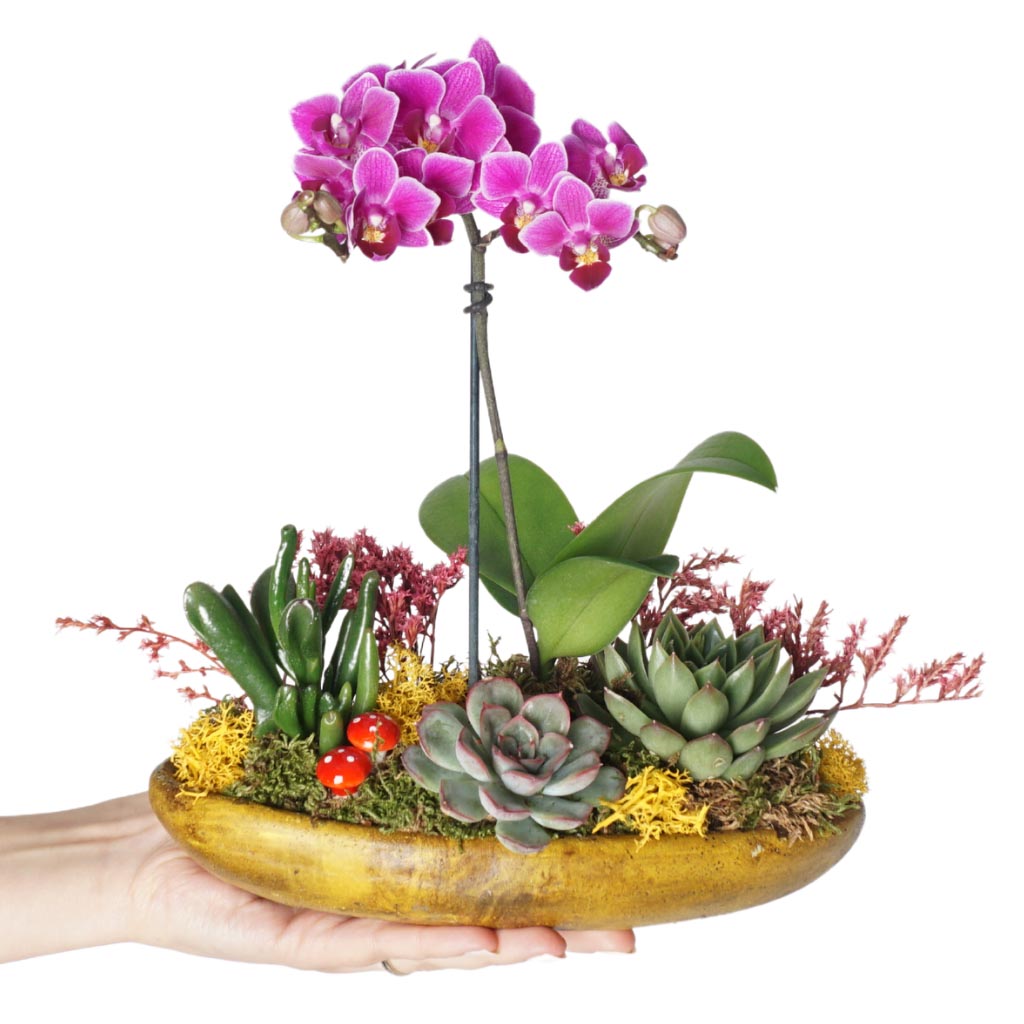 Orchid Garden (Mor Orkide ve Sukulent Aranjmanı)