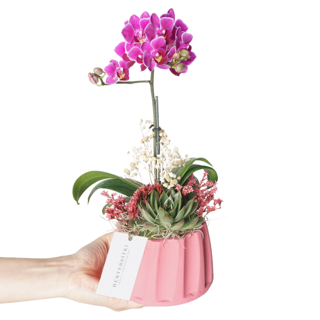 Purple Orchid Gift (Mor Orkide Aranjmanı)