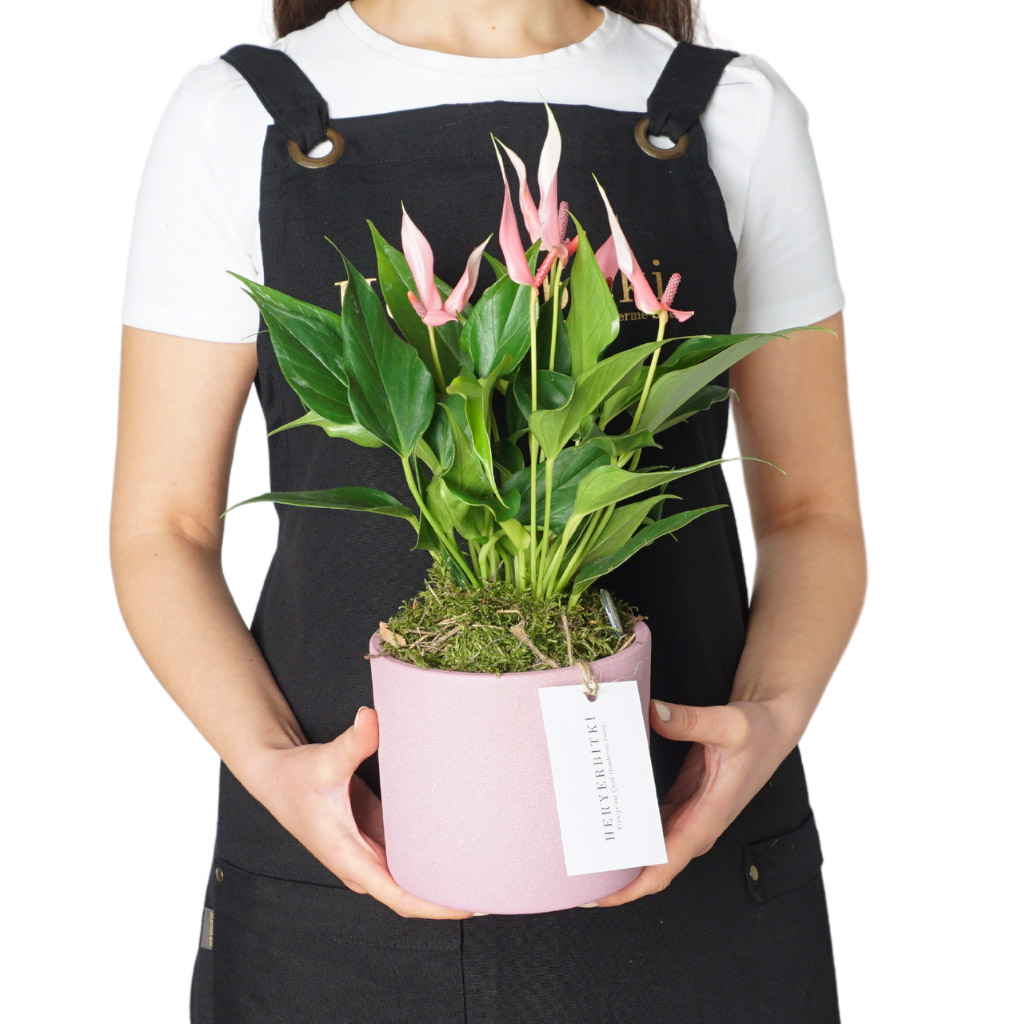 Pink Lily Gift (Pembe Antoryum)