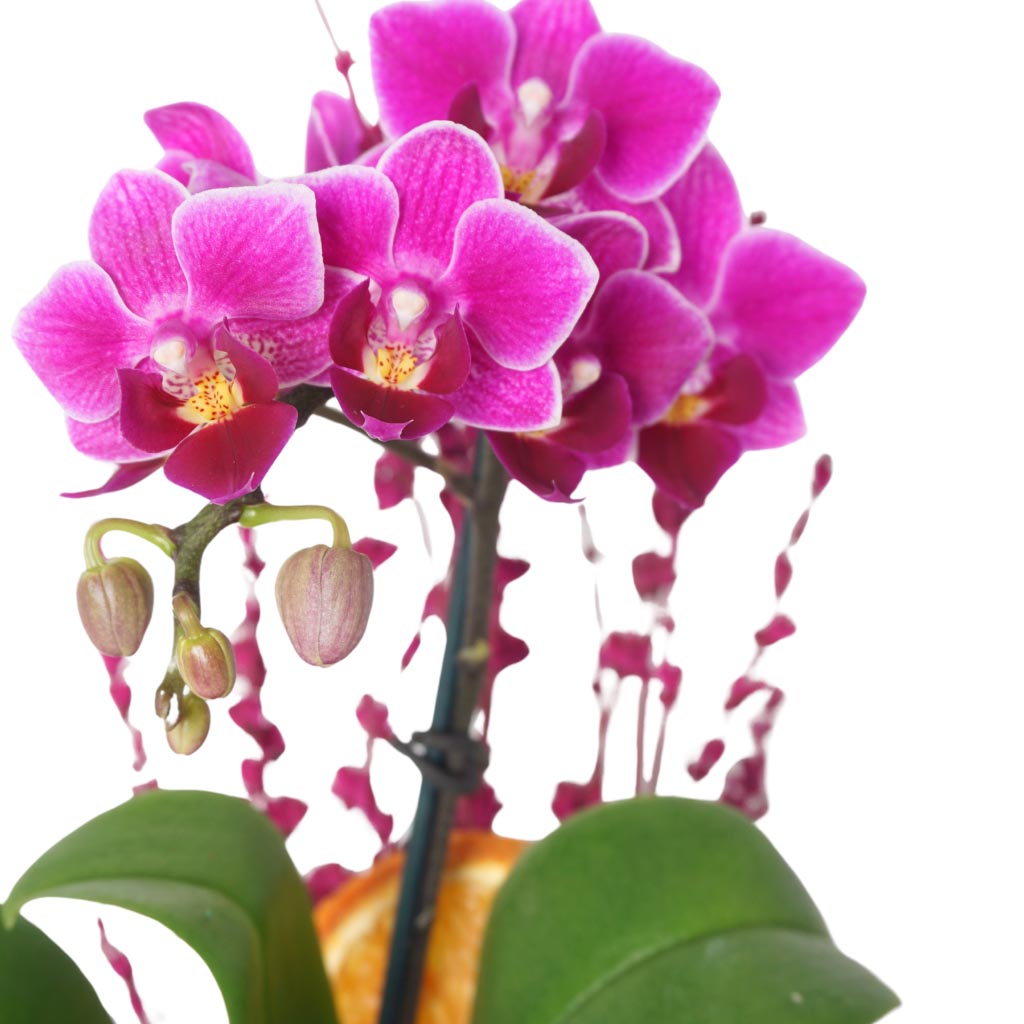Golden Purple Orchid (Mor Orkide Aranjmanı)