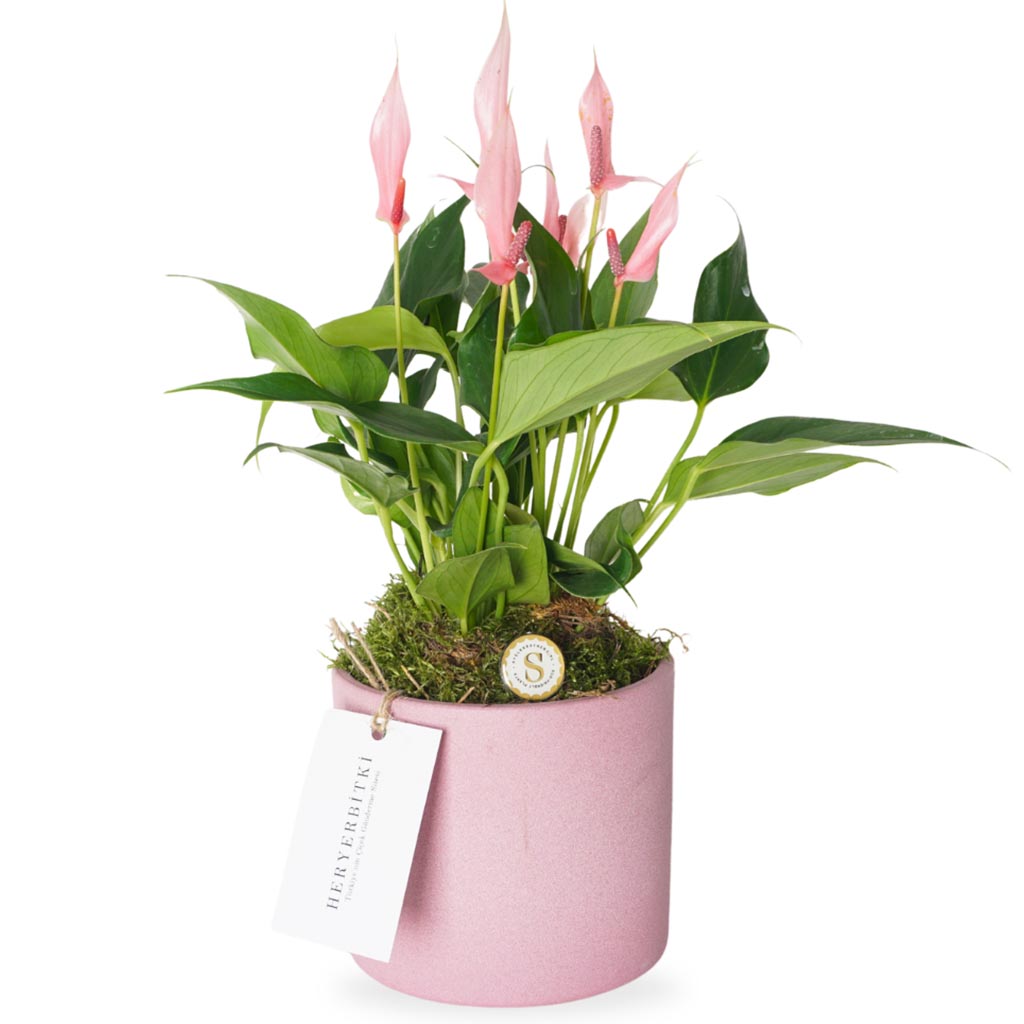 Pink Lily Gift (Pembe Antoryum)
