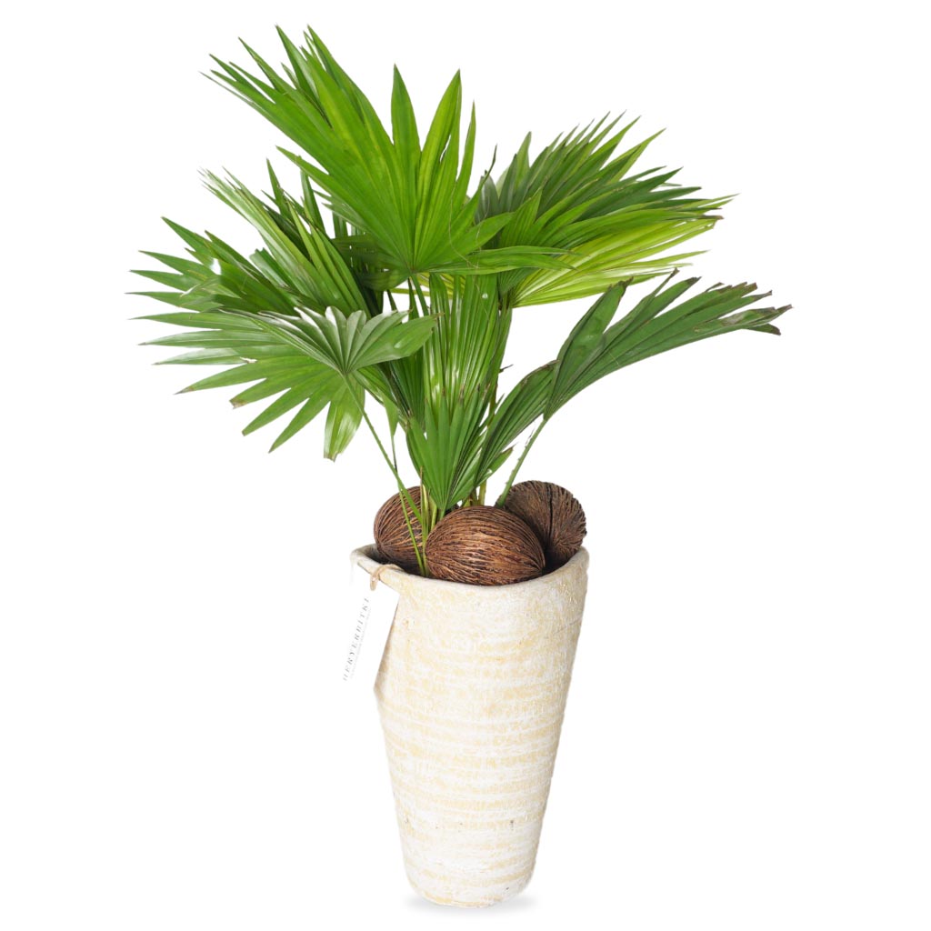 Livistonia Palm (Livistona Palmiyesi)