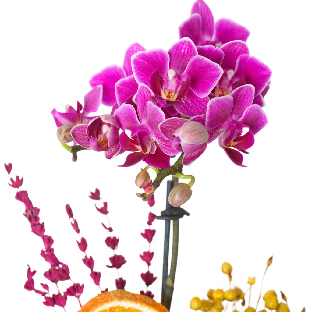 Energy Violet Orchid (Mor Orkide)