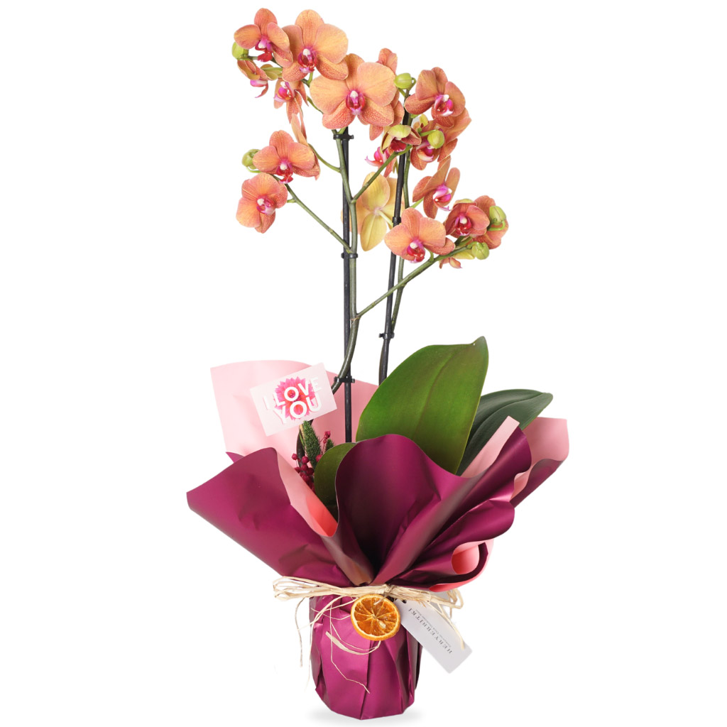 Coral Orchid Gift (Ateş Orkide Aranjmanı)