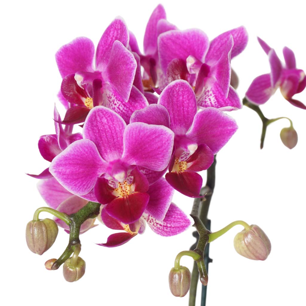 Honey Orchid Roses (Pembe Güller ve Mor Orkide Aranjmanı)