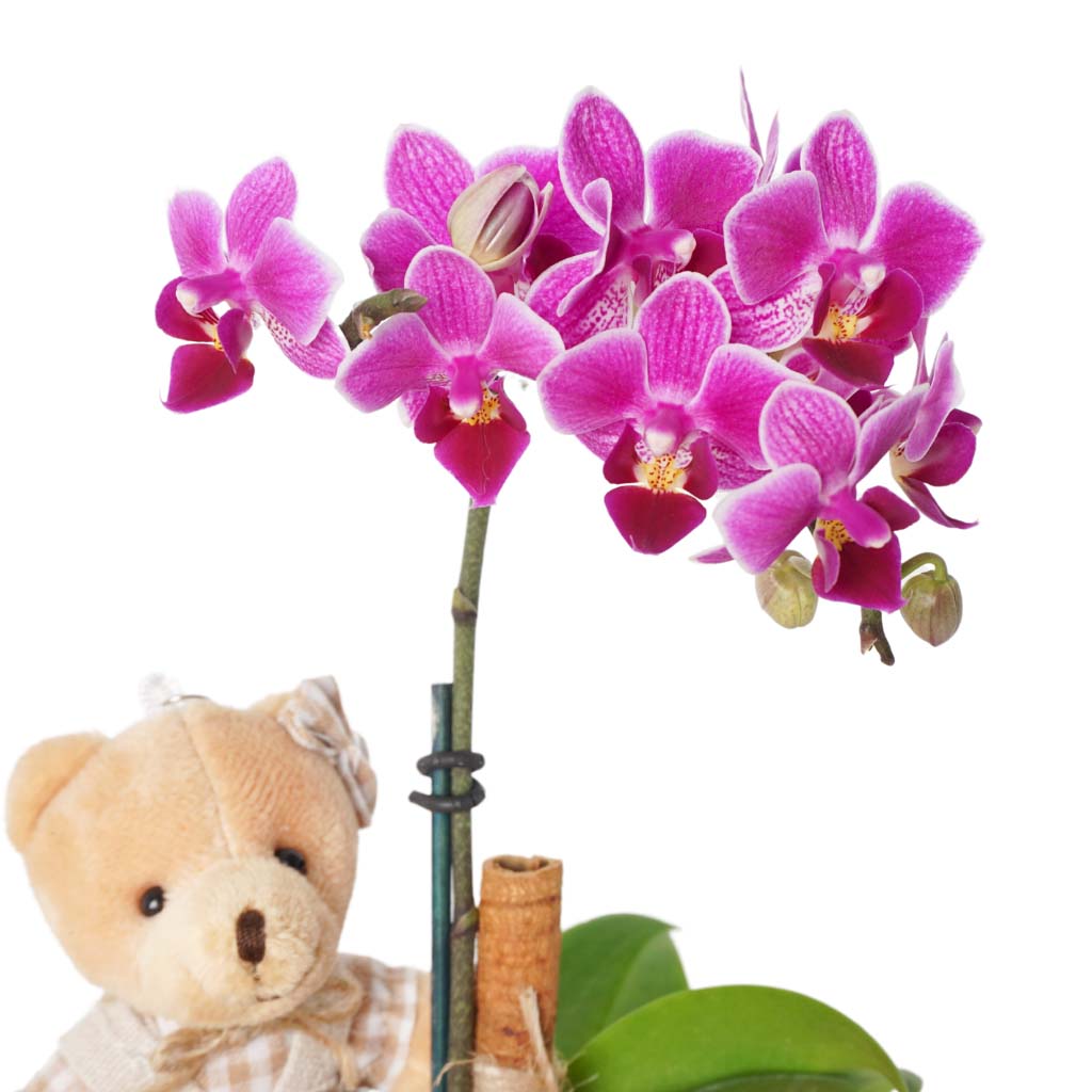 Sweet Gift Orchid (Mor Orkide, Güller Aranjmanı)