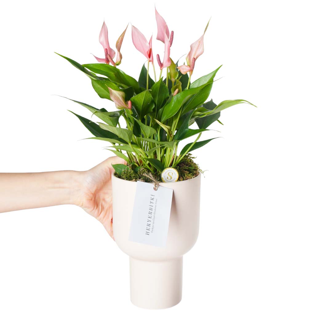 Lily Anthirium Special Gift (Pudra Saksıda Pembe Antoryum)