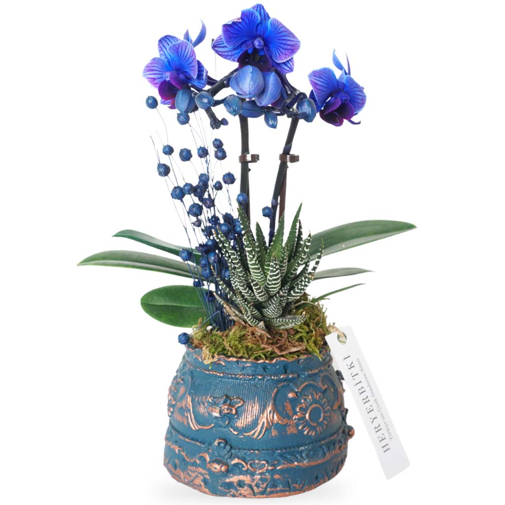 Crown Blue Orchid (2 Dallı Mavi Orkide)