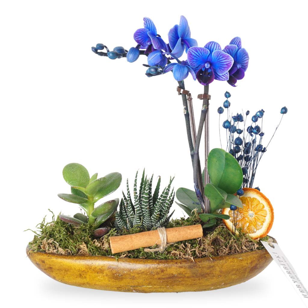 Aqua Blue Orchid Gift (Mavi Orkide Aranjmanı)