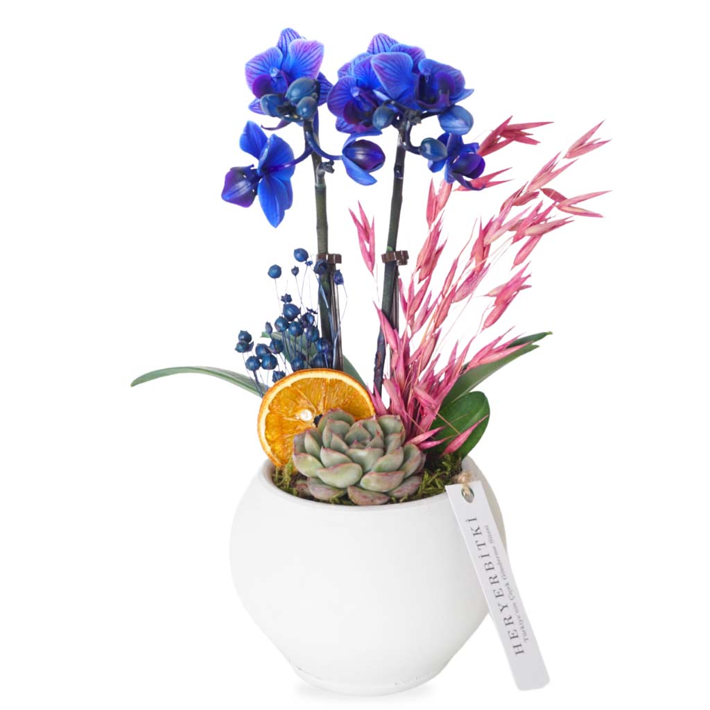 Sapphire Blue Orchid (Mavi Orkide ve Sukulent Aranjmanı)