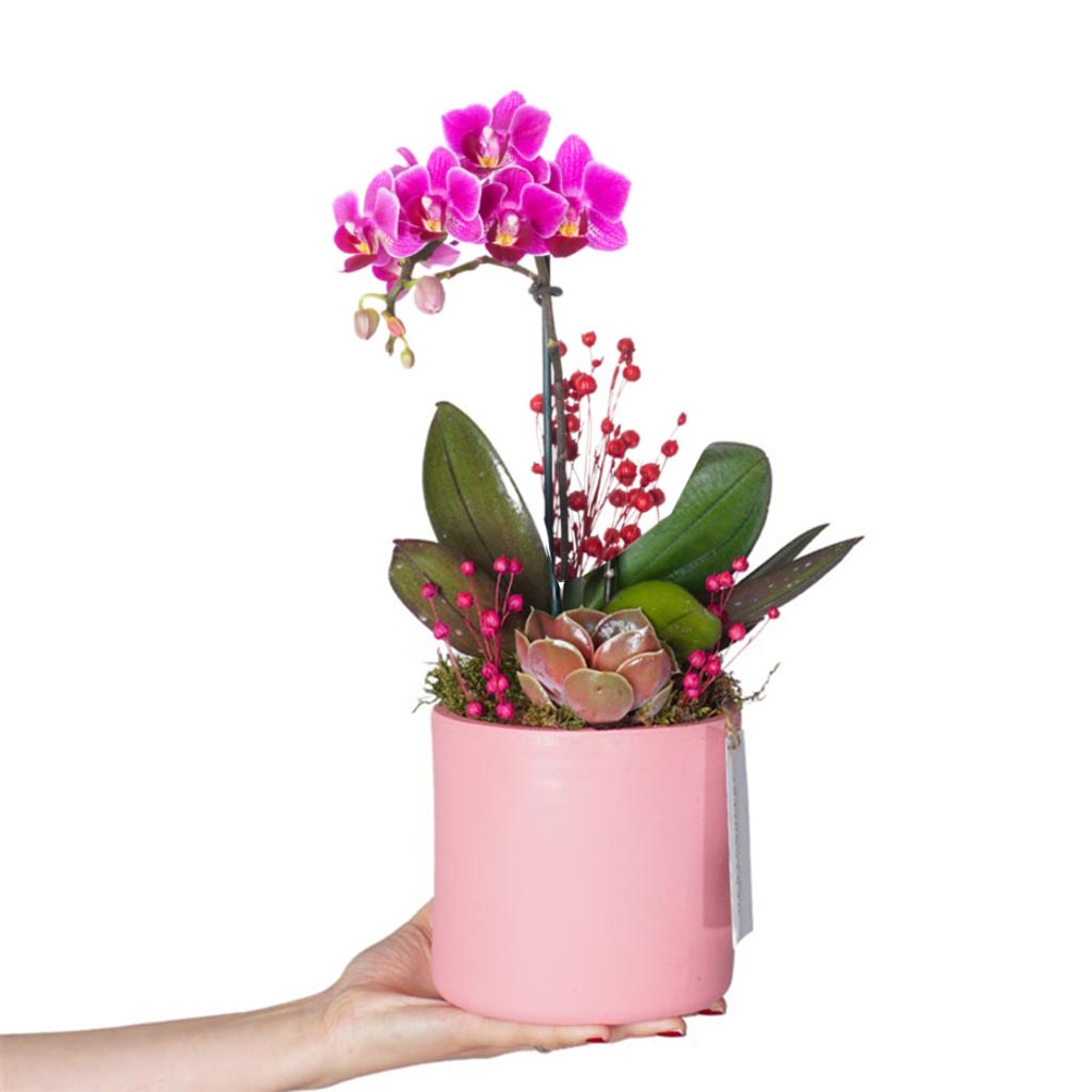 Candy Purple Orchid Gift (Mor Orkide Aranjmanı)