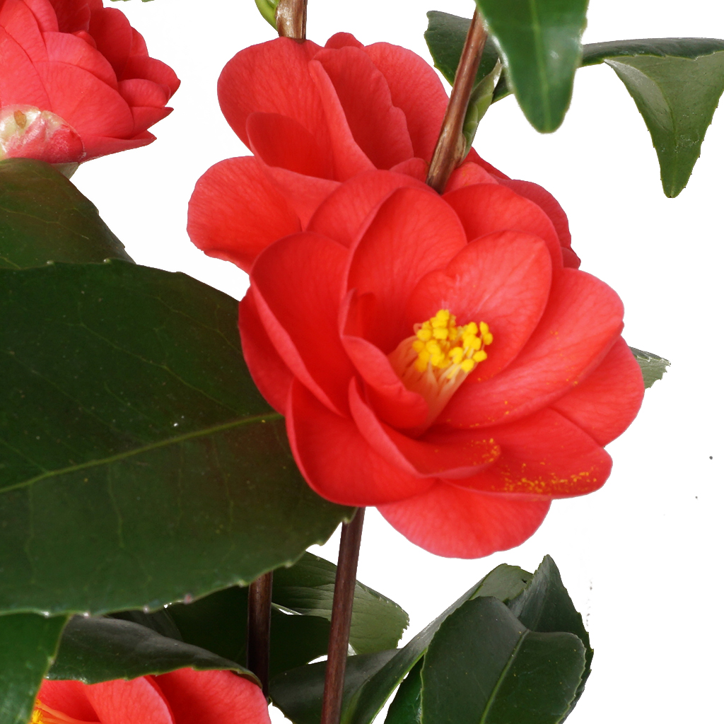 Camellia (Kamelya)
